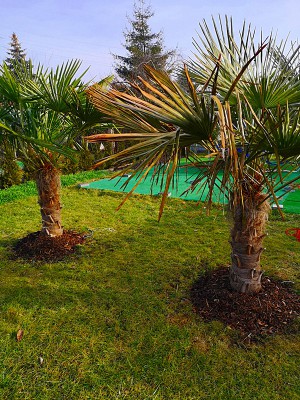 Przemarznięty Trachycarpus 003.jpg