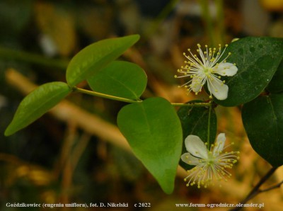 uniflora.JPG