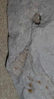 xOdcisk muszelki w skale osadowej znalezionej w Dolomitach.jpg