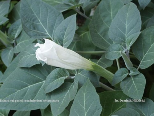 datura.JPG