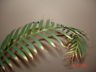 DSC02680_1.JPG
