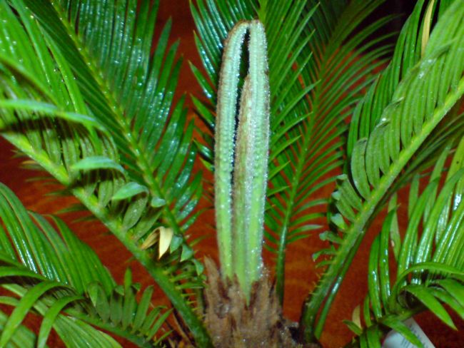 sagowiec  w trakcie wypuszczania nowych 3 li