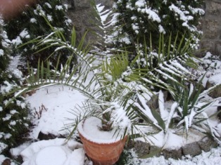 phoenix hartowanie.JPG