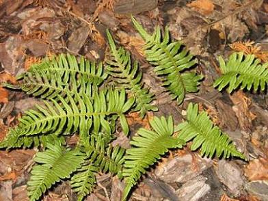 paprotka zwyczjna.JPG