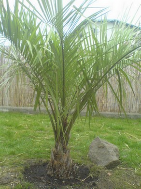 eriospatha oleander.jpg