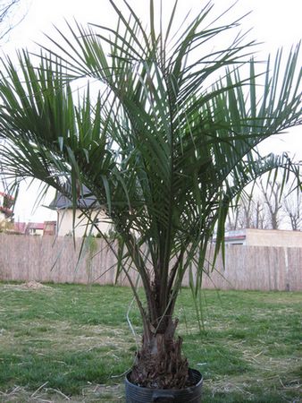 eriospatha oleanderI.jpg