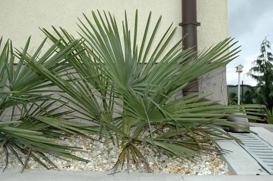 Najstarsze nanusy w gruncie.JPG