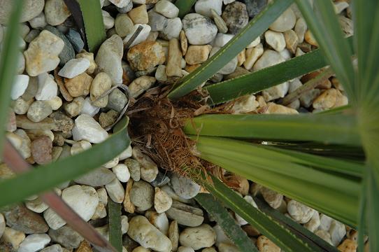 Najstarsze nanusy w gruncie.zbli