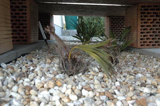 Wagnerianus i Fortunego.JPG