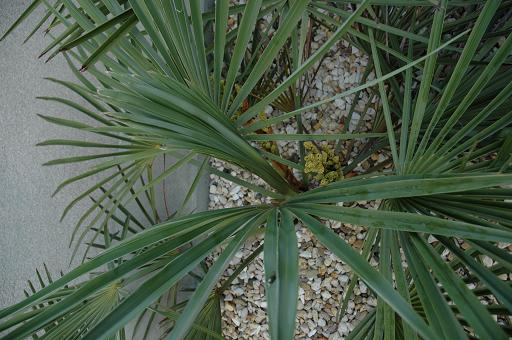 kwiat trachycarpus nanus 3.JPG