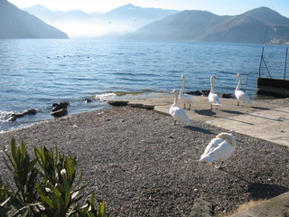 j.Iseo USDA 8b 15.01 2010.jpg