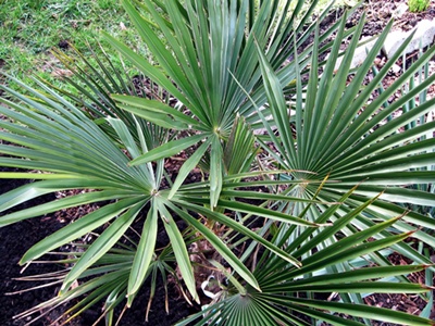 18.03.2010 012_filtered.jpg