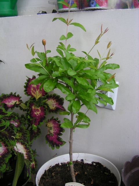 2006,03.20 007.jpg