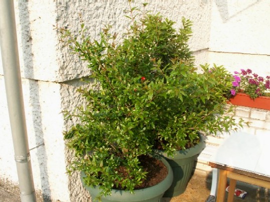 Pict0915.jpg