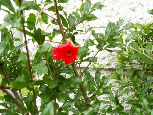 Pict0929.jpg