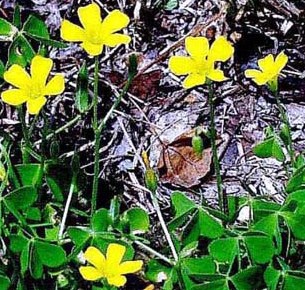 Oxalis stricta - 2.jpg