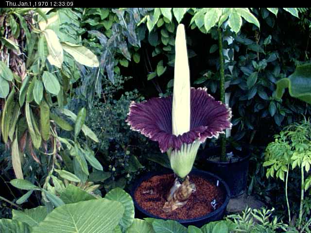 20040802%20Amorphophallus%20Titanum.jpg