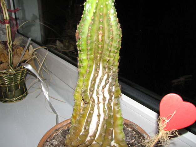 Grzybobranie 001.jpg