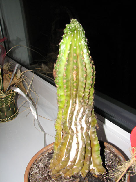 Grzybobranie 002.jpg