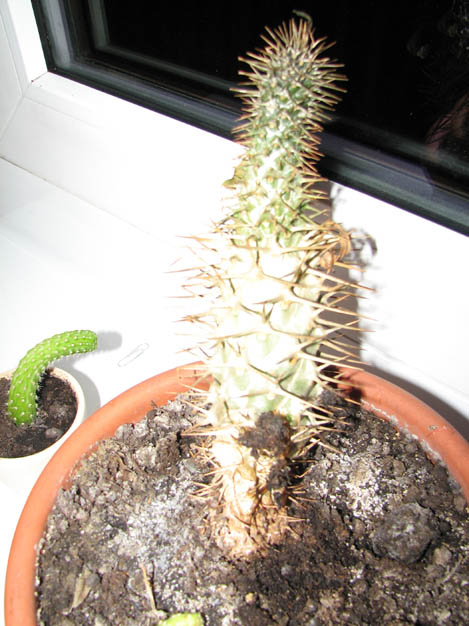 Grzybobranie 003.jpg