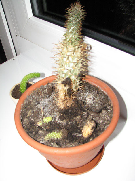 Grzybobranie 004.jpg