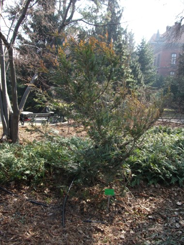 Sequoia sempervirens 02.jpg