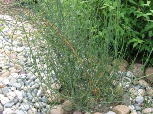 Ephedra americana.jpg