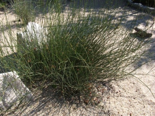 Ephedra distachya.jpg
