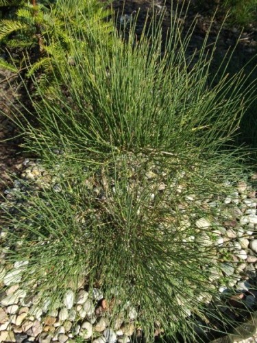 Ephedra equisetina.jpg