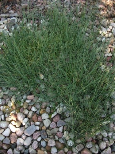 Ephedra minuta.jpg