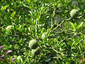 szczecin poncirus trifoliata.JPG