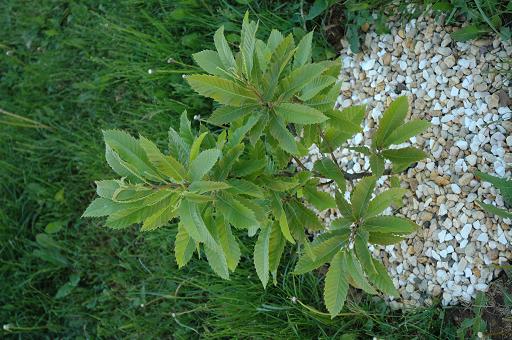 Kasztan jadalny wiosna 2009.JPG