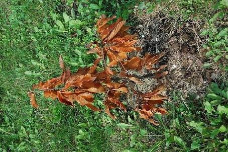 Ususzony Kasztan 1.JPG