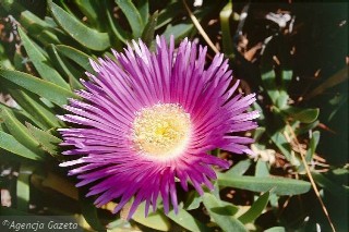 z4227280X.jpg