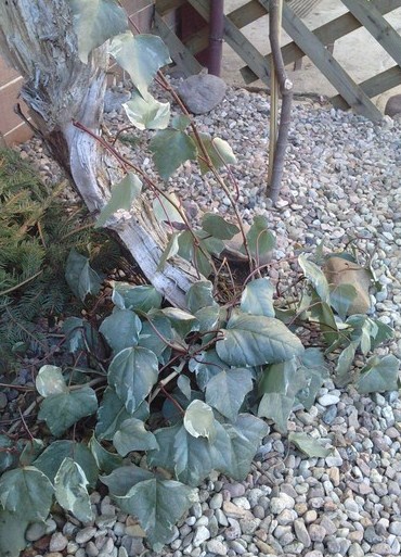 bluszcz kanaryjski 07.03.2010.jpg