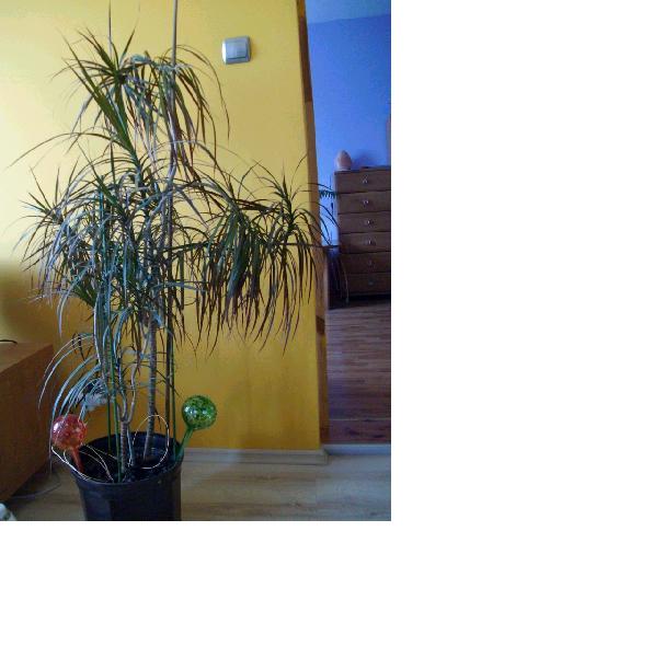 dracena.jpg