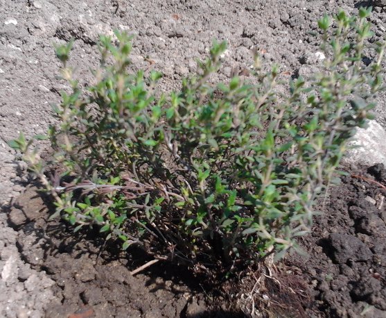 macierzka albo lawenda.jpg