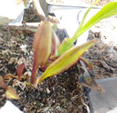 chyba jakas funkia.jpg