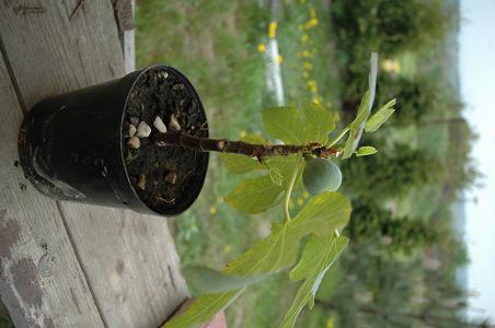 Figa z chorwacji wiosn