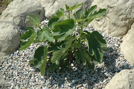 Figa z chorwacji sierpie