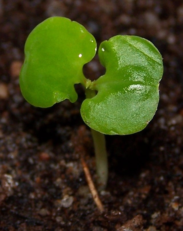 granat1.jpg