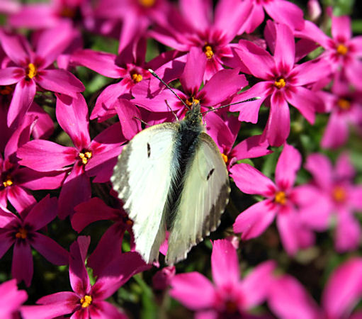 DSCF1278kk.jpg