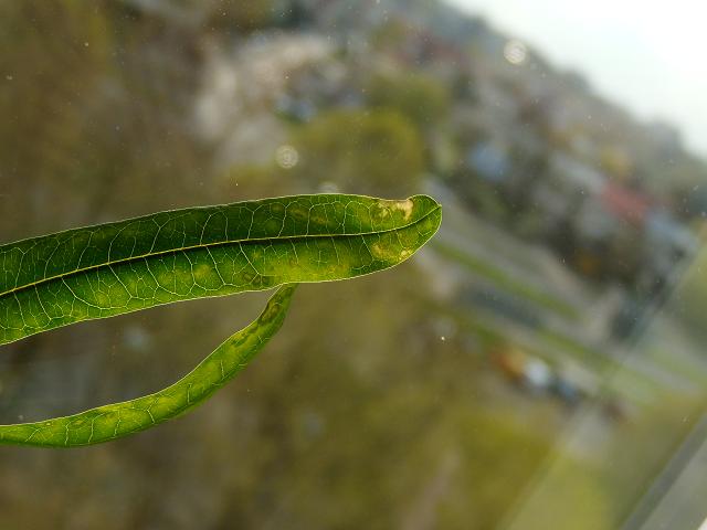 DSCN2293.jpg