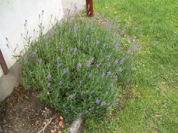 Pict0031.jpg