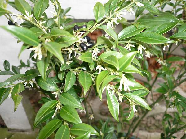 Sarcococca_confusa.JPG