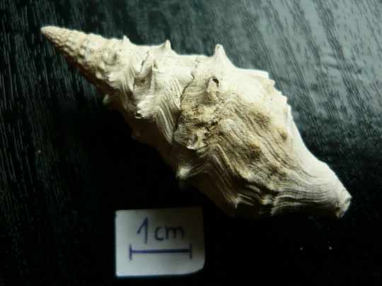 14 CLAVATULA 01_2.JPG