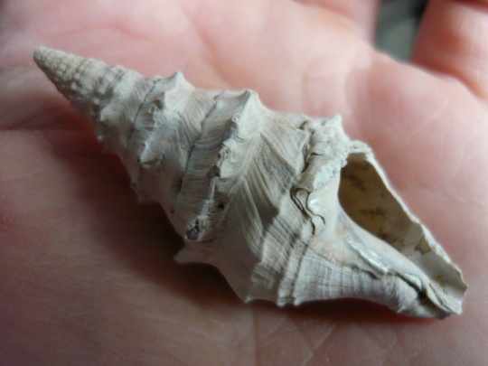 14 CLAVATULA 03_2.JPG