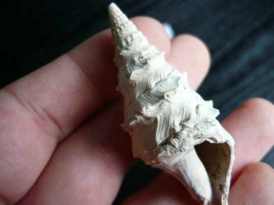 14 CLAVATULA 04_2.JPG