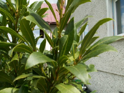 Pict0024.jpg