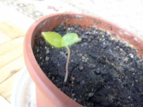 wykielkowana winorosl.jpeg